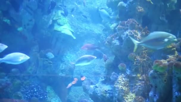 Bright fishes swiming among corals in aquarium — Stock Video