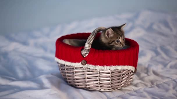 Rayas pequeño gatito juega en un cesta — Vídeos de Stock