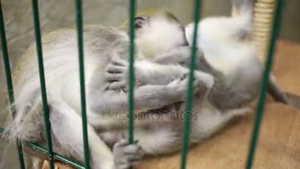 Scimmie divertenti giocano in gabbia nello zoo — Video Stock