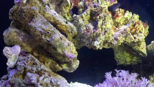 Peces coloridos y animales invertebrados en el acuario — Vídeos de Stock