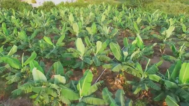 Campo de palmeiras durante o pôr do sol em Alania — Vídeo de Stock