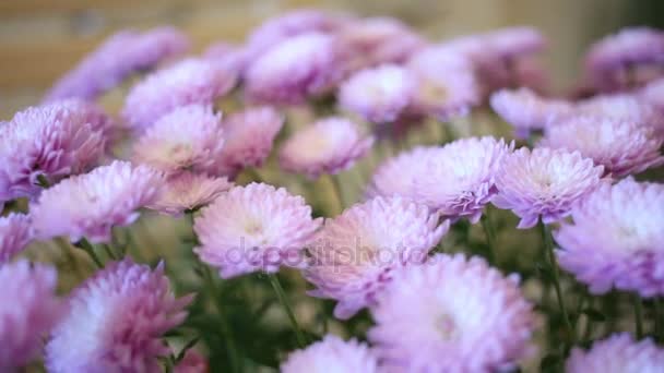 Bloemknoppen van roze chrysanten — Stockvideo