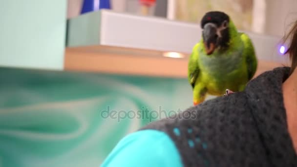 Зеленый попугай сидит у женского плеча — стоковое видео