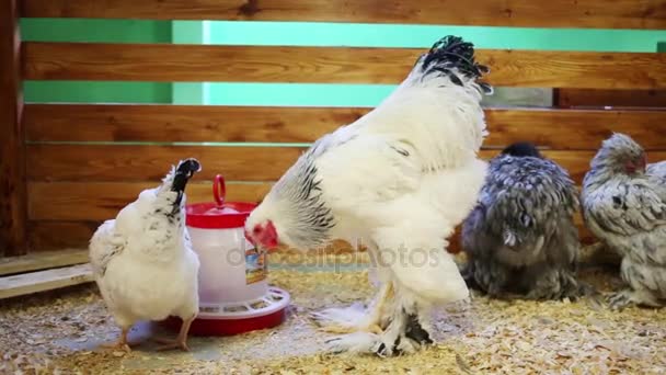 鶏の鶏小屋で食べ物をつつく — ストック動画