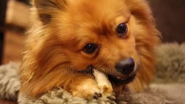 Kleine pluizige hond eten thuis — Stockvideo