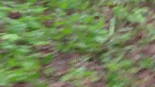 Θέαμα τουφέκι σκοποβολής στο στόχο σε δέντρο — Αρχείο Βίντεο