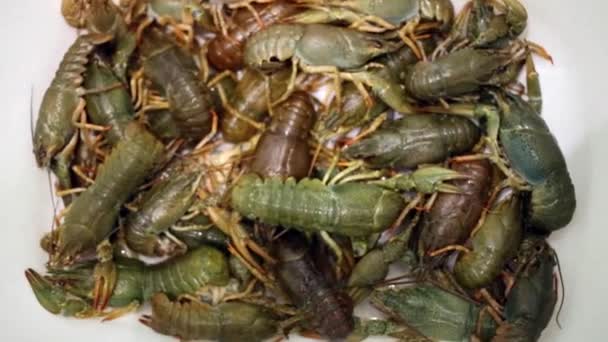 Σωρός από ζωντανή crayfishes ξαπλωμένος στο πιάτο — Αρχείο Βίντεο