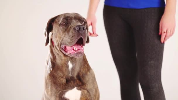 Mujer de pie cerca de perro — Vídeos de Stock