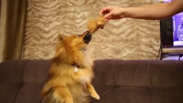 Hond speelt met speeltje in de hand van de eigenaar — Stockvideo