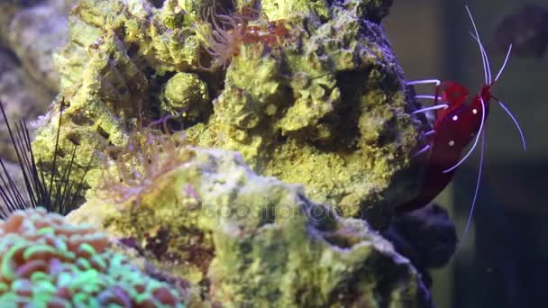 Crevettes rouges au corail dans un aquarium marin — Video