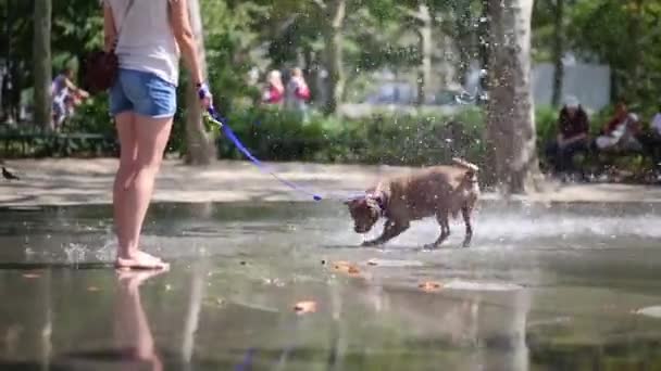 Grappige hond met eigenaar speelt met fontein — Stockvideo