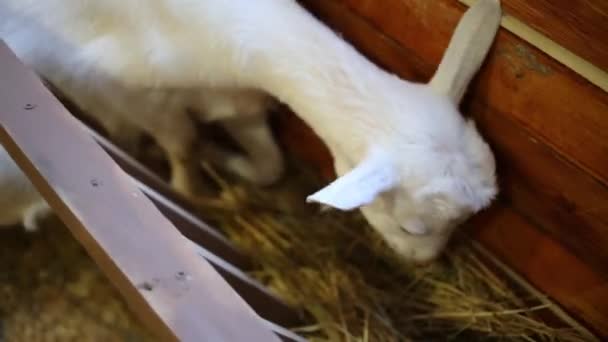 Comer cordeiro pequeno em zoológico pequeno — Vídeo de Stock