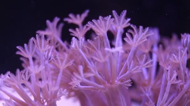 Polypen bewegen sich im Meerwasseraquarium — Stockvideo