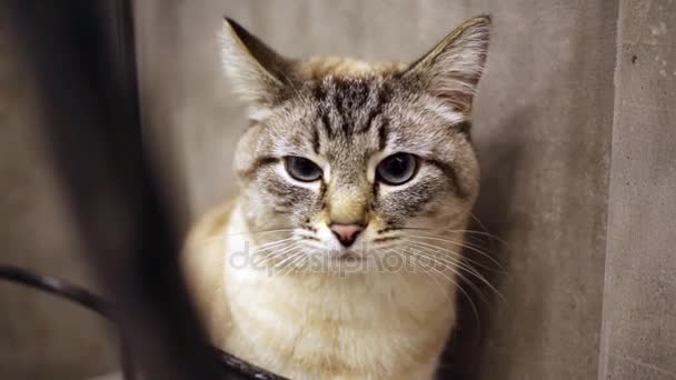 Bozal de gato que se sienta en la pared en el apartamento — Vídeo de stock