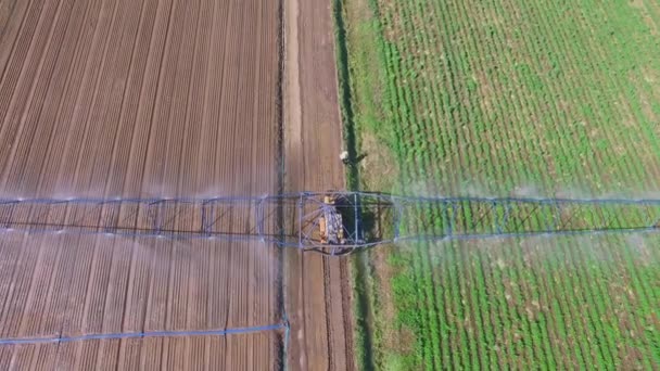 Boerderij veld tijdens het gieten op zonnige dag — Stockvideo