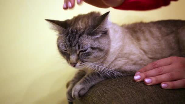 Mão feminina acariciando gato cinza — Vídeo de Stock