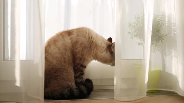 Gato bonito senta-se perto da janela com cortina — Vídeo de Stock