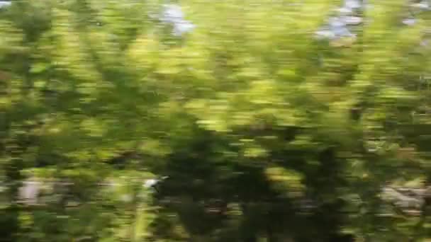 Row of green trees on roadside — Stock Video