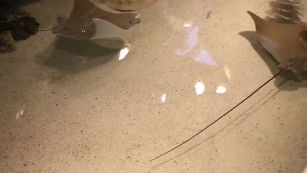 Guitarfishes en New England Aquarium en Boston — Vídeo de stock