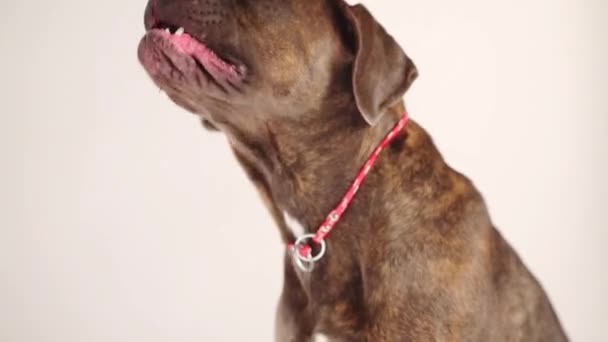 Dog yawns with his tongue hanging out — Stock Video