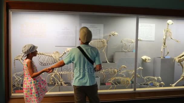 Iskelet içinde Ulusal Doğa Tarihi Müzesi çocuk bakmak — Stok video