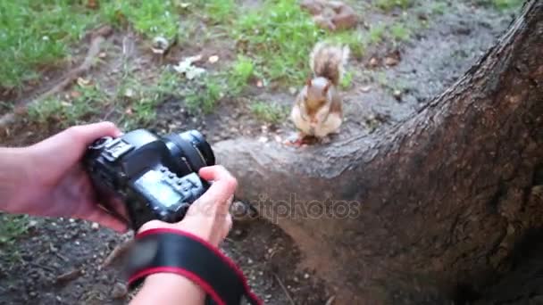 Chłopiec przytrzymaj aparatu podczas fotografowania z wiewiórka — Wideo stockowe