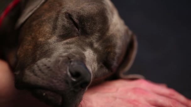 Cabeza de perro cansado acostado a la mano del propietario — Vídeos de Stock