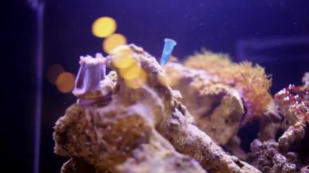 Peces y animales invertebrados en el acuario — Vídeo de stock