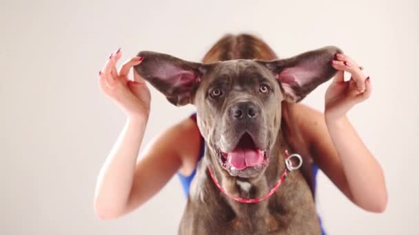 Woman hides behind dog — Stock Video