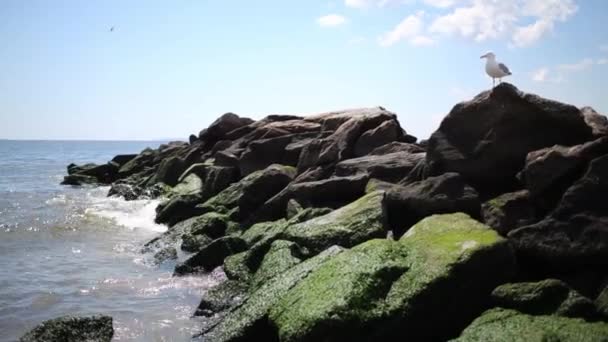 Witte meeuw staat op stenen in de buurt van de zee — Stockvideo