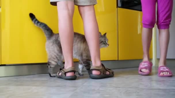 儿童和厨房的地板上的猫 — 图库视频影像