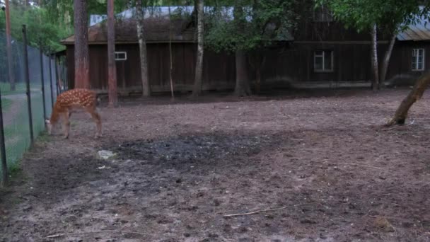 Spotted deer moving through cage — Stock Video