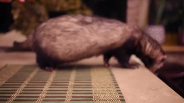 Grappige ferret aan tafel in huis — Stockvideo