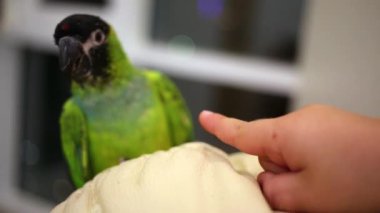 papağan, biraz çocuk parmak ısırır 