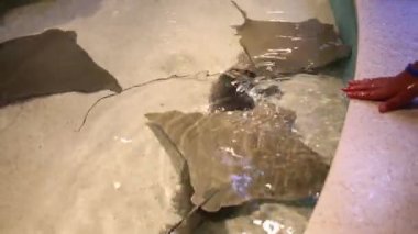 guitarfishes su akvaryum dokunmadan çocuk