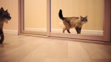 kedi büyük ayna yere gider.