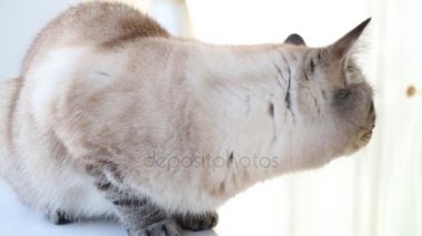 Kedi beyaz pencere dairede oturuyor