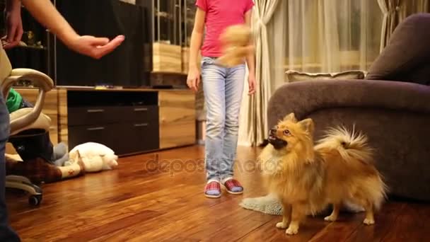 Hund spielt zu Hause mit Spielzeug — Stockvideo