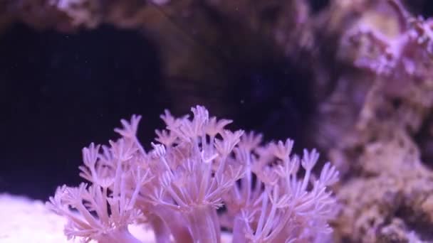 Polypes et clown de poissons en aquarium — Video
