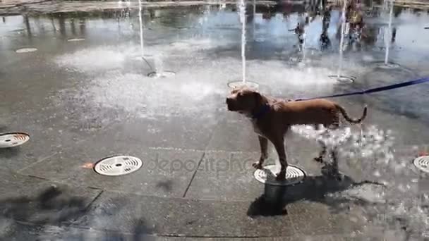 Funny dog plays with fountain in park — Stock Video