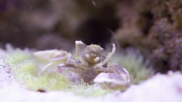 Krab voeding aquarium zand onderaan — Stockvideo