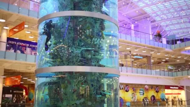 Buceador ascendiendo en acuario en centro comercial Aviapark — Vídeos de Stock