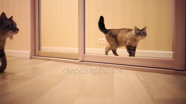 Katt går nära stor spegel på golvet — Stockvideo