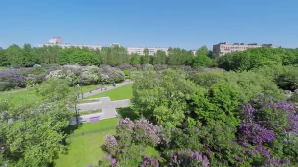 Árvores florescentes em Lilac Garden — Vídeo de Stock