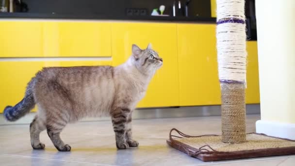 Кот стоит на кухне в квартире — стоковое видео
