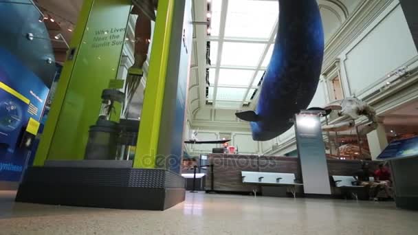 Gente en el Salón Marino en el Museo Nacional de Historia Natural — Vídeo de stock