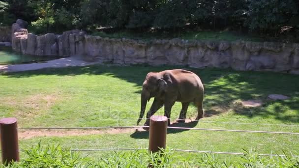 Слон ходит по траве в птичнике в зоопарке — стоковое видео