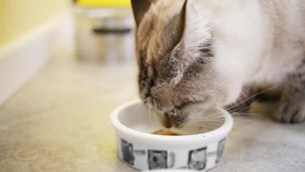 Beautiful cat eats from bowl on floor — Stock Video