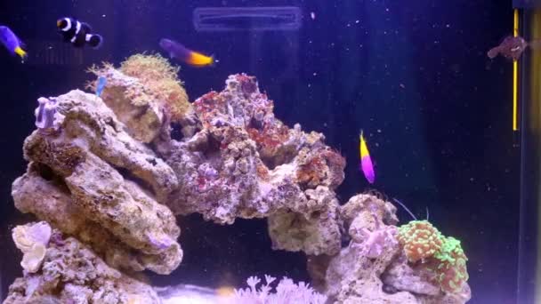 Kleurrijke vissen in aquarium voeding — Stockvideo