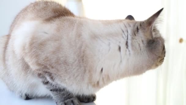 Gato se sienta en blanco ventana alféizar en apartamento — Vídeo de stock
